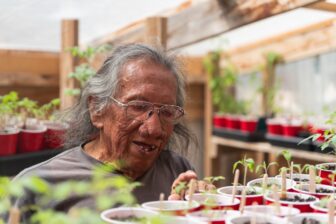 Native elder caring for vegetable seedlings inside the Slim Buttes Agricultural Development Program greenhouse on the Pine Ridge Indian Reservation.