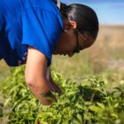 Native American youth picking fresh peppers in a community garden on Pine Ridge