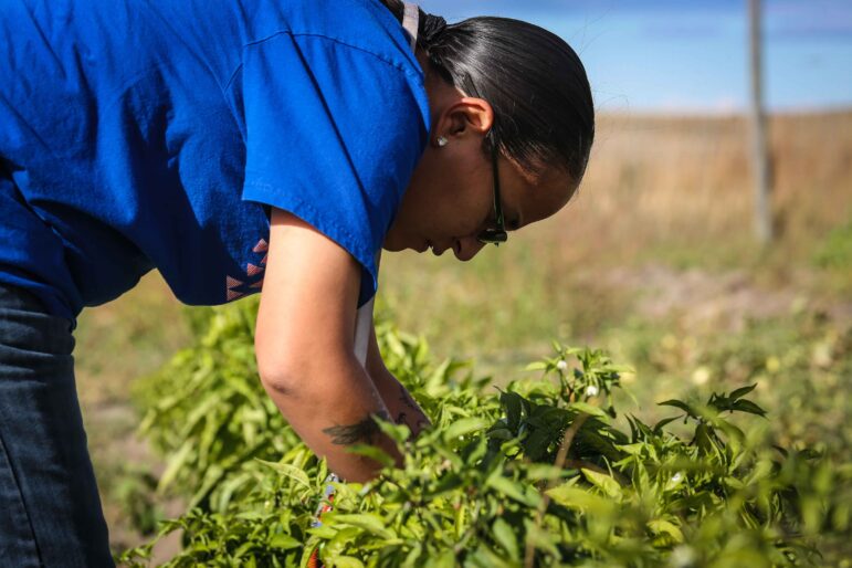 Native American youth picking fresh peppers in a community garden on Pine Ridge