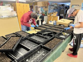 Two people planting seeds in trays for the Medicine Root Garden program.