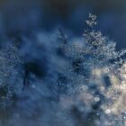 Close-up of frost-covered leaves.