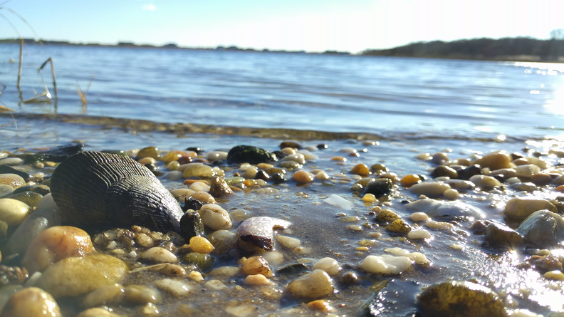 A close-up of a shoreline, illustrating the importance of ocean and marine protection for healthy ecosystems