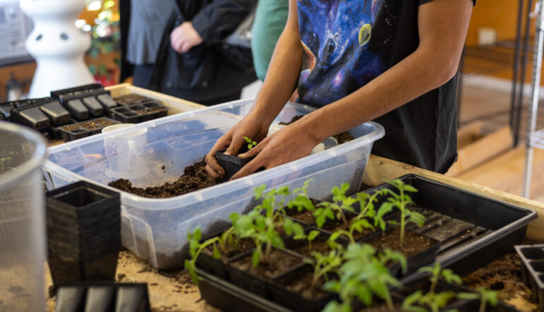 A person potting a seedling for the Medicine Root Garden Program, part of Running Strong's food sovereignty work.