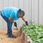 Native gardener harvesting fresh vegetables at the Medicine Root Garden on the Pine Ridge Indian Reservation to strengthen food sovereignty