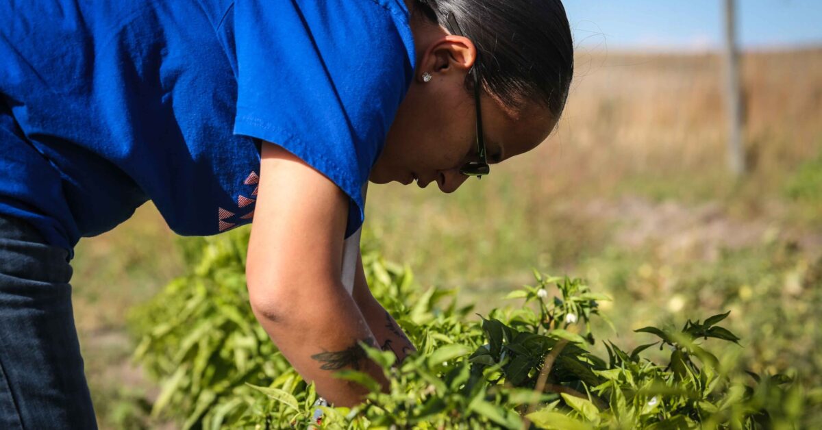 Native American youth picking fresh peppers in a community garden on Pine Ridge
