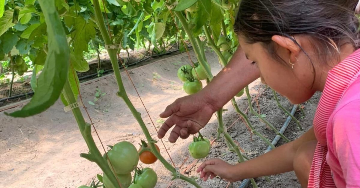 garden tomatoes
