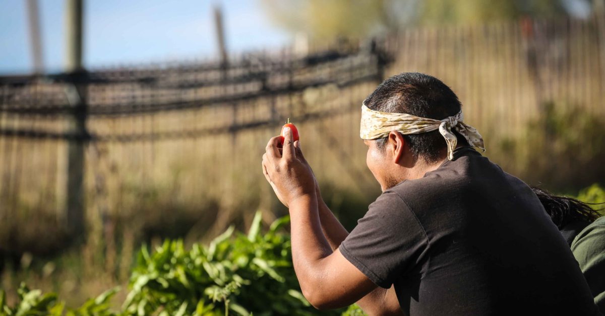 Native community gardener harvesting fresh tomatoes from a food sovereignty garden on the Pine Ridge Reservation.