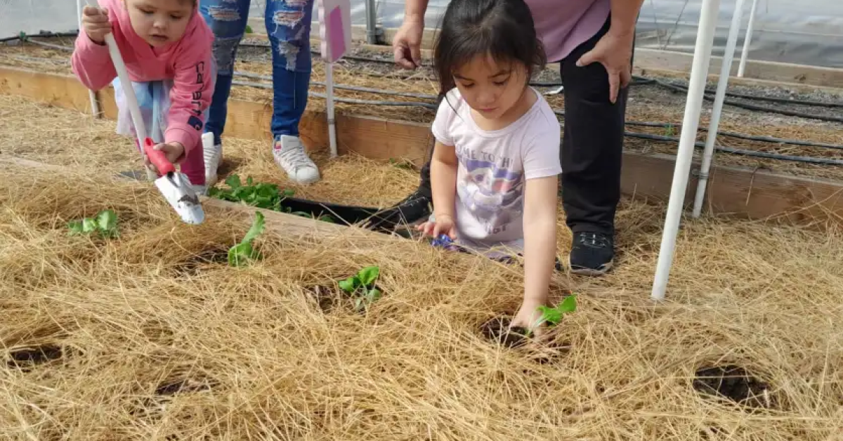 Two native american young girls planting seedlings in a straw-covered greenhouse garden.